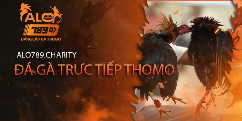 Alo789 đá gà trực tiếp Thomo